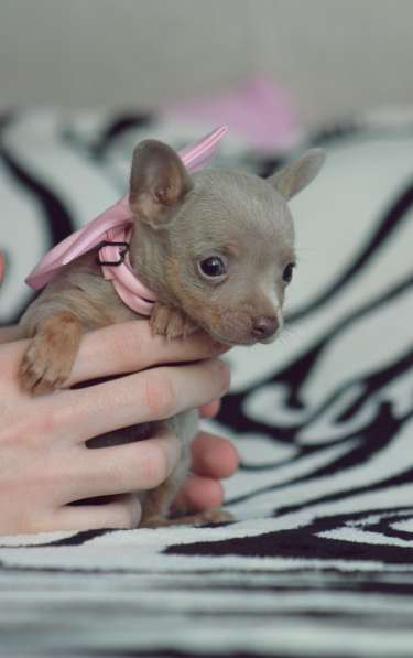 Щенки Русского той -терьера в Новосибирске фото 19