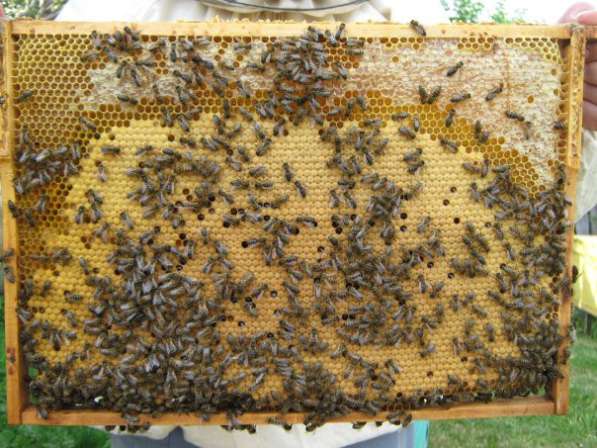 Пчелопакеты на весну 2020 года с доставкой в фото 3