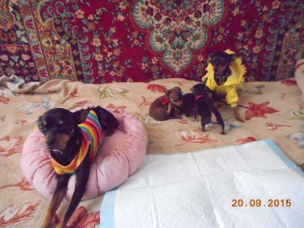Чистокровные щенки русского Той-Терьера в Тольятти фото 4