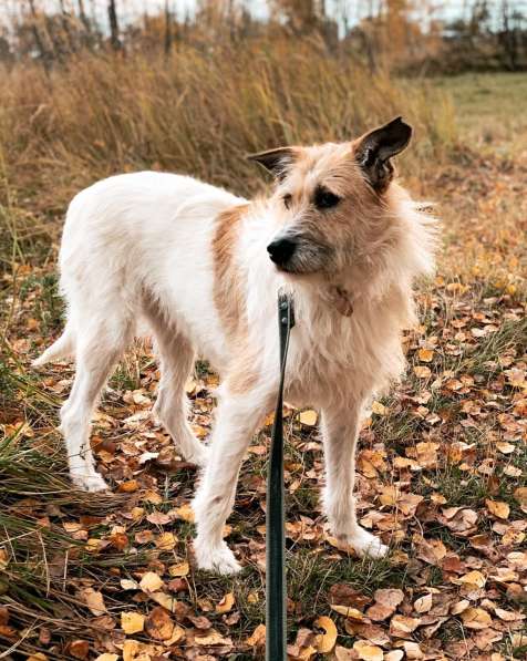 Обаятельная Скрепка ищет семью в Москве фото 11
