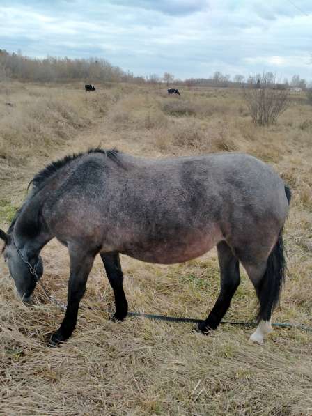 Продам кобылку