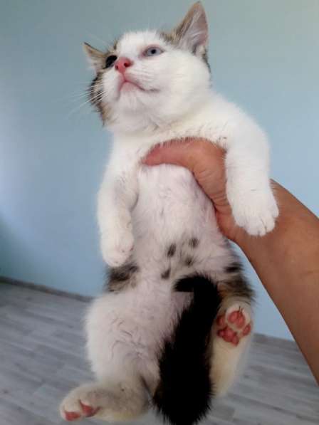 Котята метисы бенгала