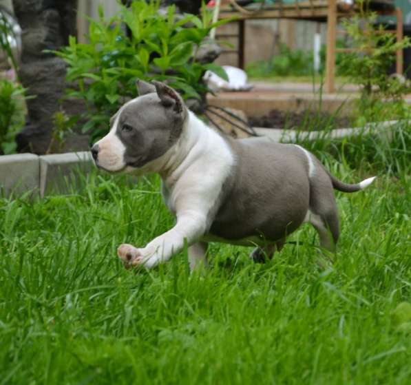 Шикарные милые щенки Амстаффа 2 месяца ркф в Москве фото 6