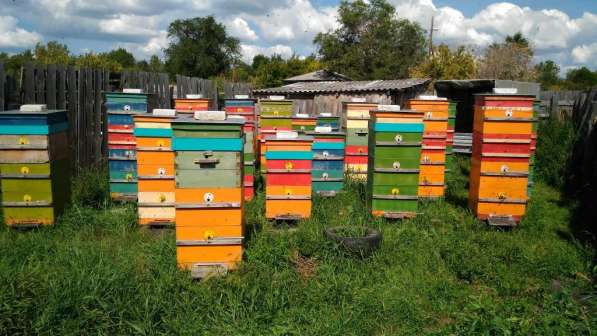 Мёд Зауральский 100% пчелиный 1кг. подвоз с пасеки в Курган в Кургане фото 4
