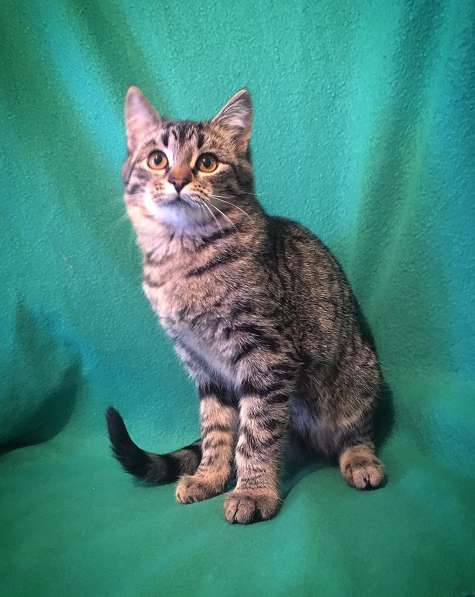 Ариша ищет семью! В любящие руки! в Москве фото 14