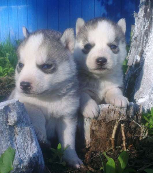 Сибирские хаски щенки в Екатеринбурге фото 3