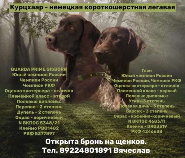 Щенки курцхаара