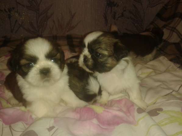 Щенки Ши-тцу в Истре фото 11