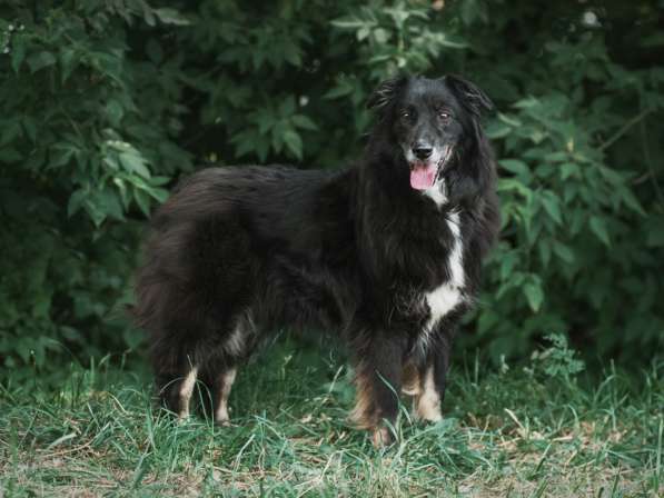 Весёлая, ласковая Чукча ищет семью в Москве фото 60