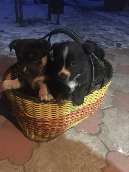 Щенки в Урюпинске фото 5