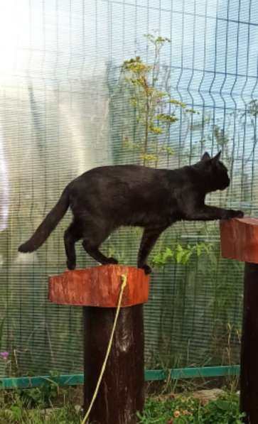 Воспитанный златоглазый котофей в Санкт-Петербурге фото 15