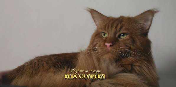 Котёнок мейн кун - уникального красного окраса. Шоу класс в Красноярске фото 16