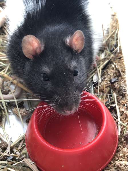 Крыса, окрас черно белый, возраст 5 месяцев