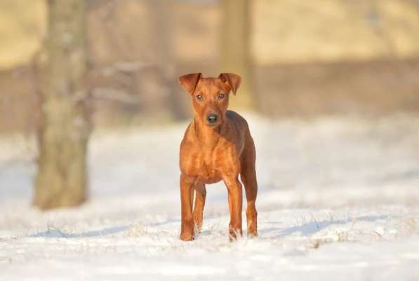 Щенки немецкого пинчера в фото 22