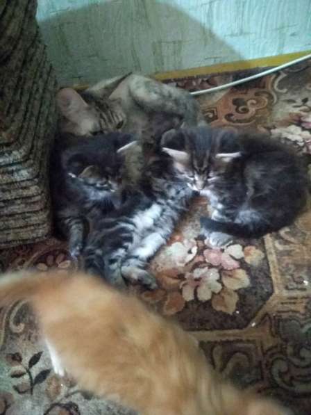 Котенок Мейн Кун в Новороссийске фото 7