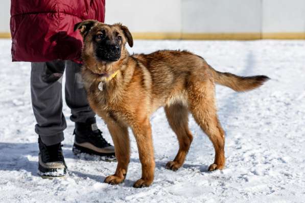 Умница Арья ищет дом! в Москве фото 6