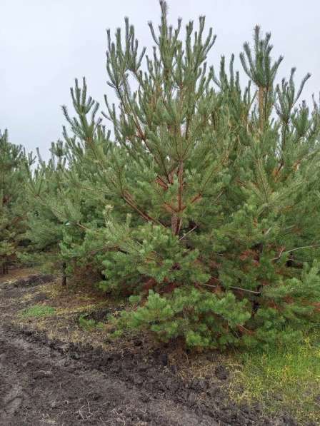 Сосна обыкновенная 3м в Волгограде фото 3