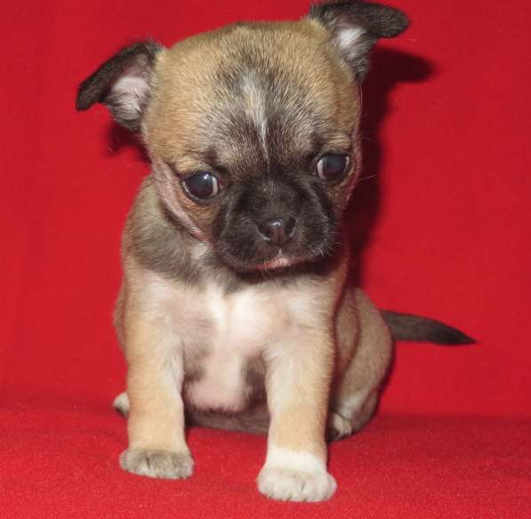 Чихуахуа супер шоу девочка в Санкт-Петербурге фото 5