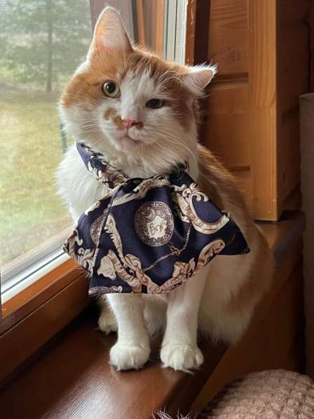 Харизматичный чеширский кот ищет дом в Санкт-Петербурге фото 9