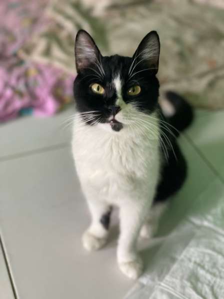 Мама-кошка с котенком-девочкой в добрые руки в Москве