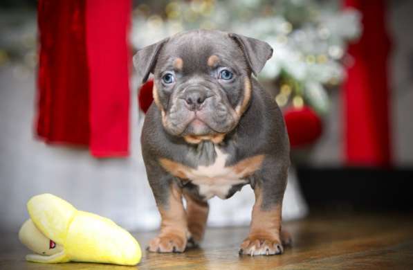 Девочка американского булли в Новосибирске фото 3