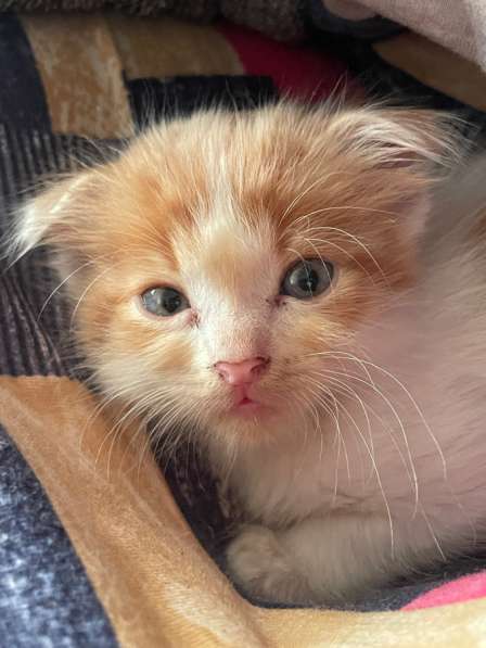 Вислоухи котенок бесплатно мальчик