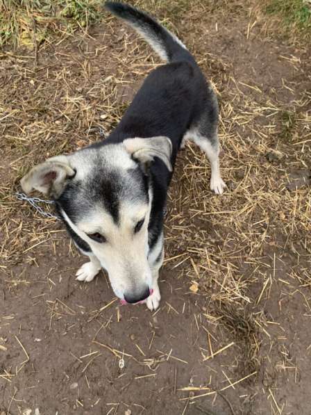 Отдам собаку в добрые руки в Москве фото 3