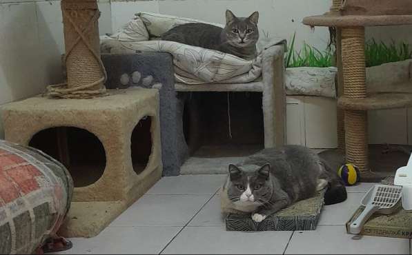 Кошка Феня метис шотландской ждет заботливых хозяев в Москве фото 3