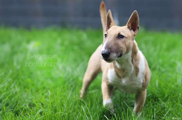 Щенок мини бультерьер, мальчик в Москве фото 5