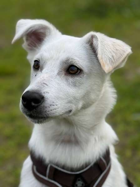 Невероятно красивый белый щенок в Санкт-Петербурге