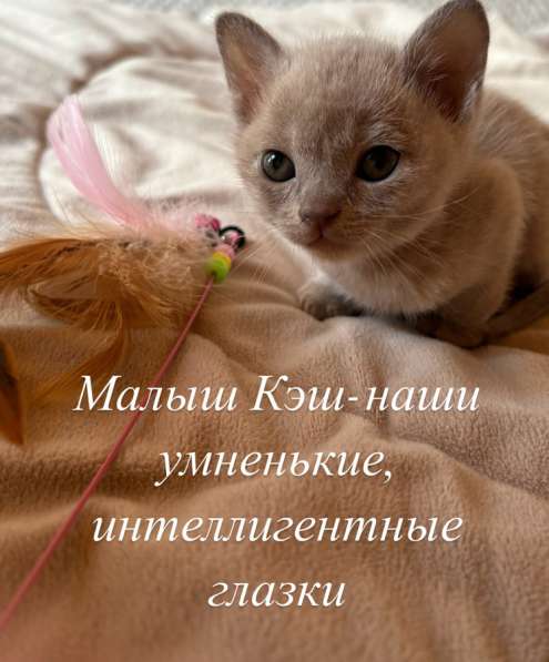 Котята Бурма в Красноярске фото 8