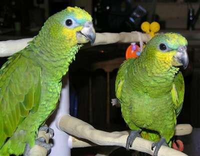 Разведения и продажа попугаев и канареек в Москве фото 8