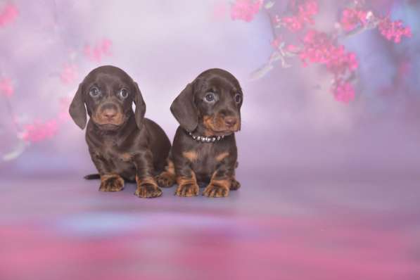 Клубные щенки Таксы гладкошерстные мини и кроличьи в Москве фото 3