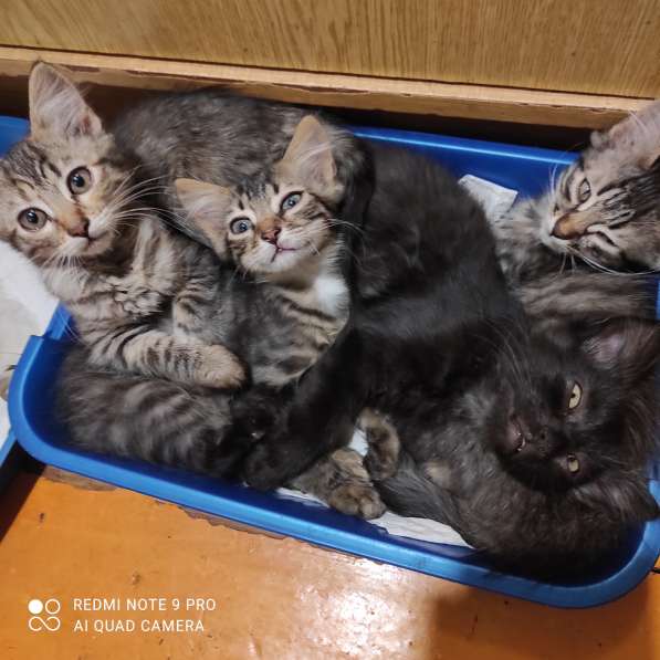 Котята в добрые руки в фото 8