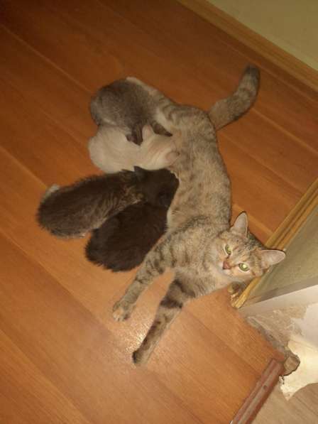 Котята в добрые руки, бесплатно в Подольске фото 6