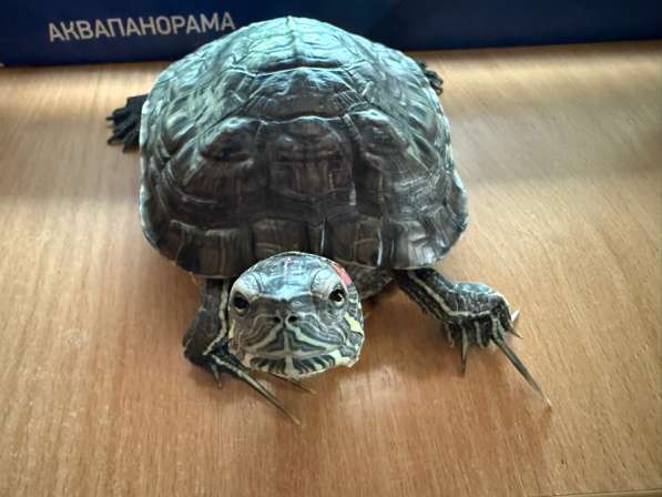 Отдам черепаху в добрые руки✨?