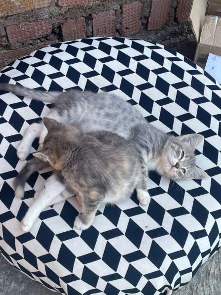 Котёнок в Кумертау