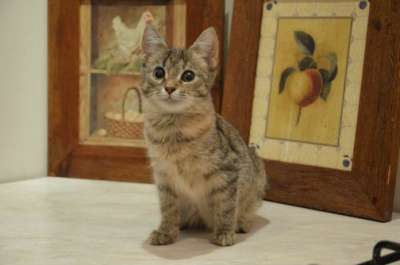 Отдам даром Замечательный котенок 5 месяцев