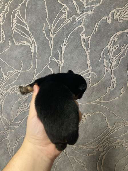 Продам щенков шпица в Иванове фото 12