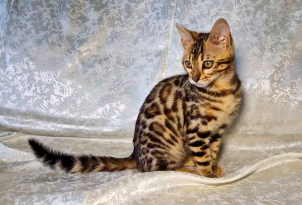 Бенгальские котята в фото 3