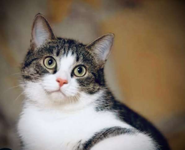 Шотландские котята в Москве