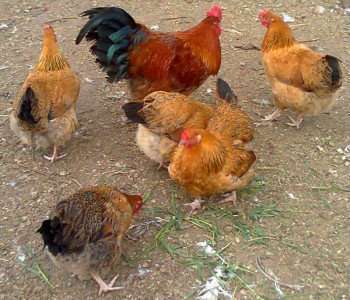 цыплята породы кучинская-юбилейная