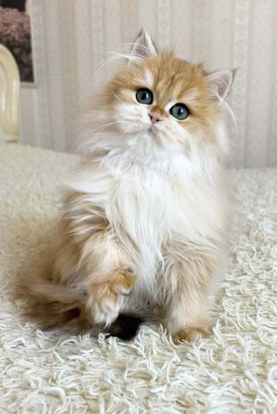 Милый Барни в окрасе ny12