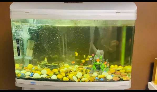 Аквариум 250л в Владивостоке фото 3