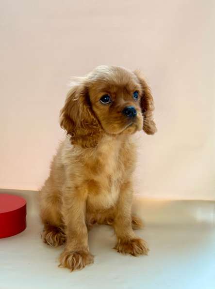 Кавалер Кинг Чарльз спаниель в Москве фото 3