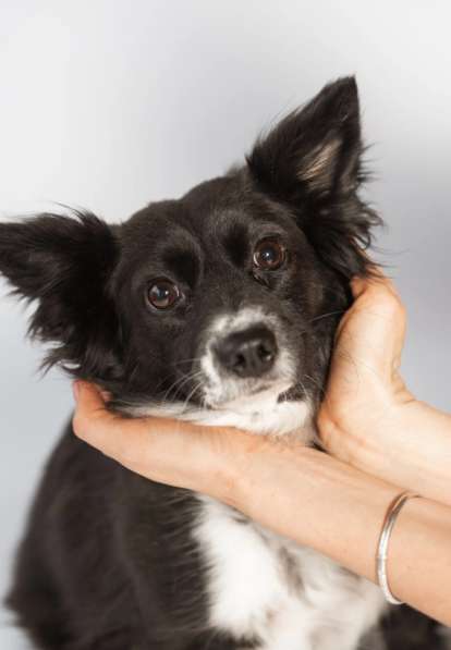 Метис длинношерстной чихуахуа Муся в добрые руки в Москве