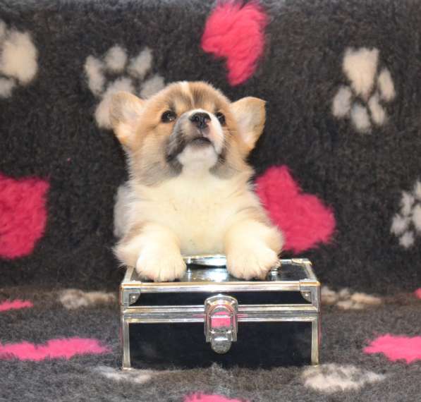 Щенки вельш корги пемброк в Санкт-Петербурге