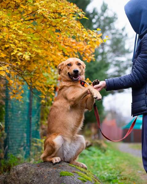 Мягкая и послушная молодая собака ищет дом в Санкт-Петербурге фото 14