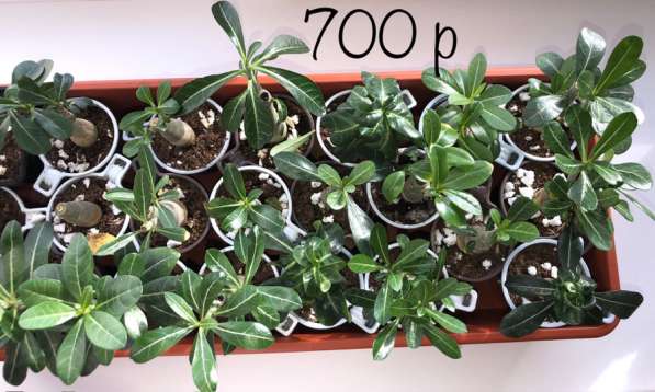 Адениум. Сахалин