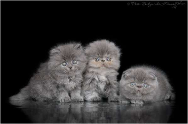 Продаются котята